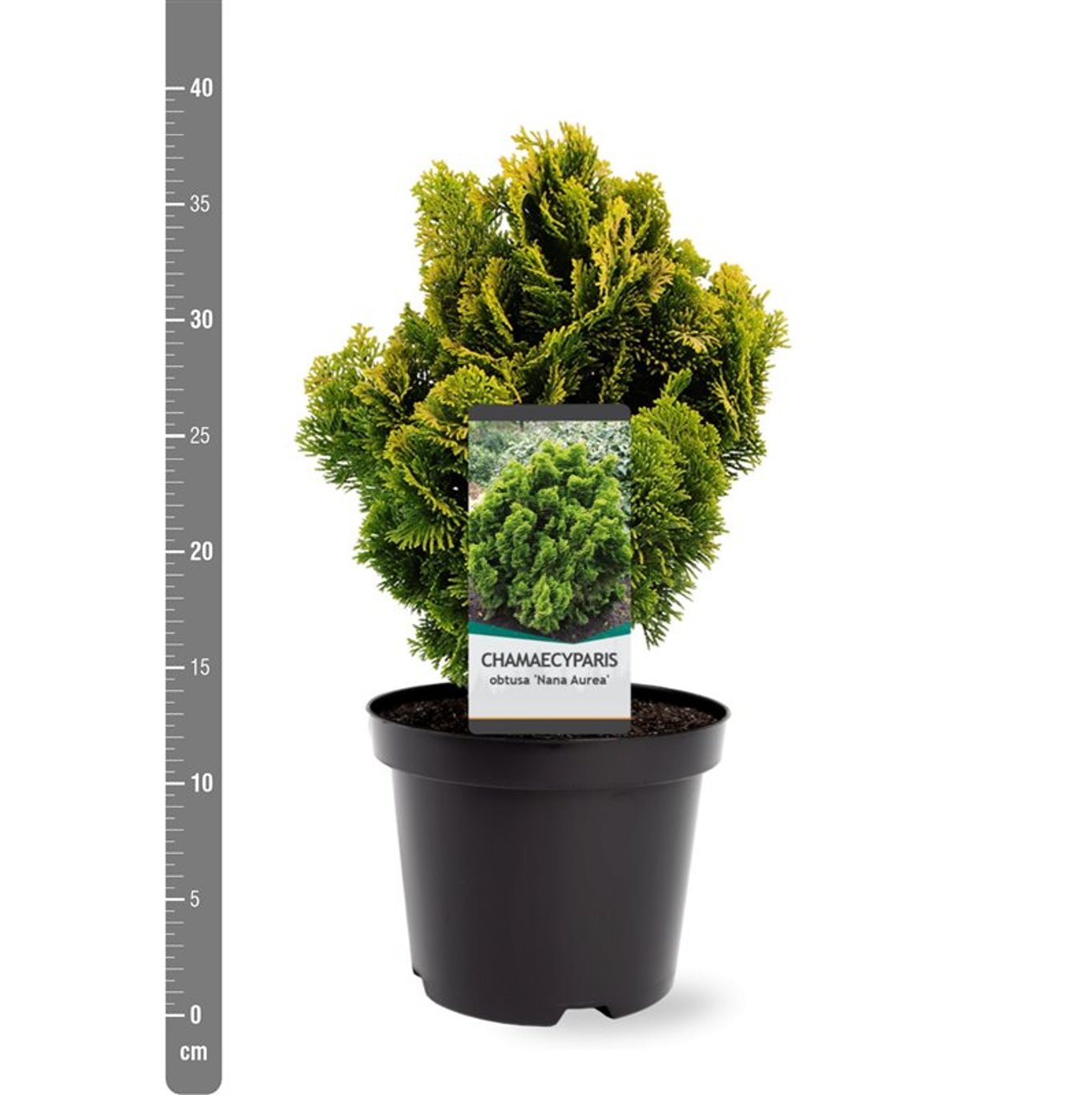 Chamaecyparis o. 'Nana Aurea' - C3 20-25 CM